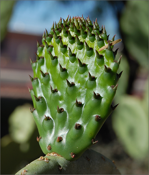 Nature photography - Prickly pear cactus bud, Tucson, Arizona