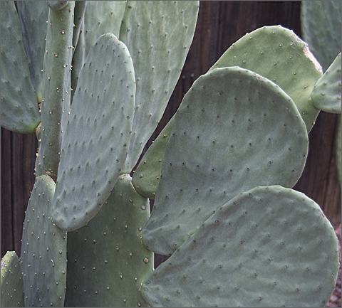 Nature Photography - Prickly pear branch in Tucson, Arizona