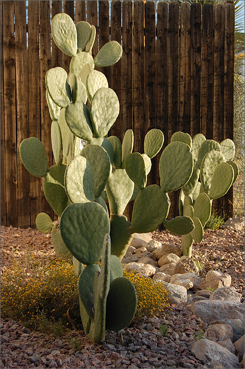 Nature photography - Prickly pear cactus at sunrise, Tucson, Arizona