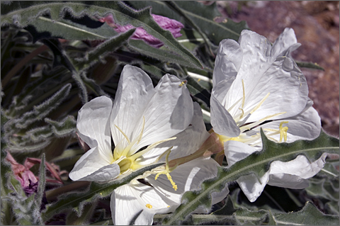 Nature Photography - blooming primrose in Tucson, Arizona