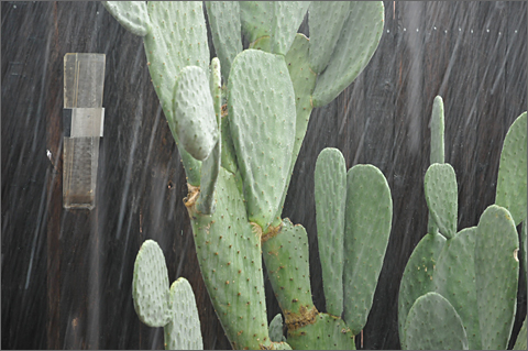 Nature photography - Rain falling into gauge, Tucson, Arizona