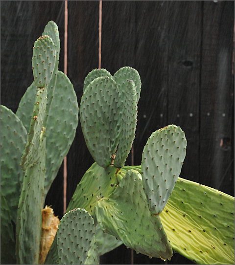 Nature photography - rain hits the prickly pear cactus in Tucson, Arizona