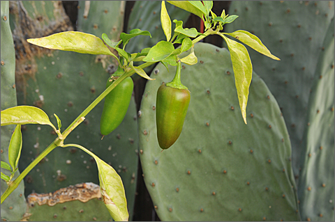 Nature photography - ripening in Tucson, Arizona