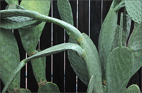 Nature photography - sagging prickly pear cactus, Tucson, Arizona