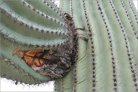 Nature photography - Saguaro cactus at Tucson International Airport