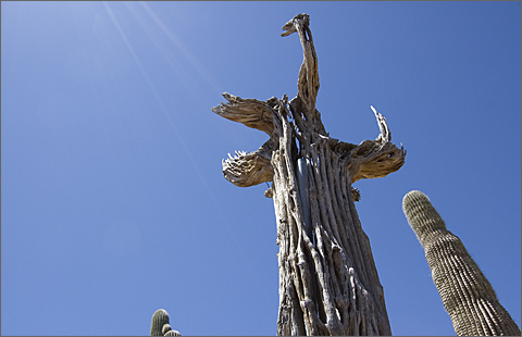 Saguaro cactus ribs at Desert Botanical Garden, Phoenix, Arizona