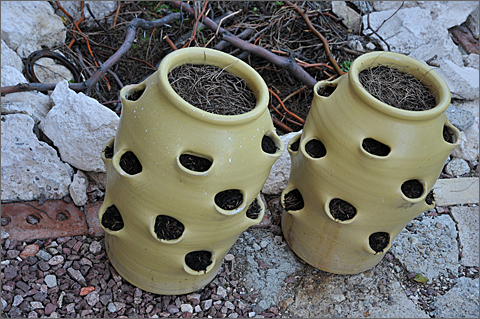 Nature photography - Seeded fall-winter garden pots in Tucson, Arizona