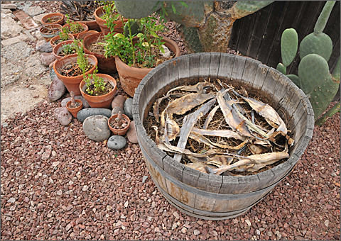 Nature photography - seeded wine barrel in Tucson, Arizona