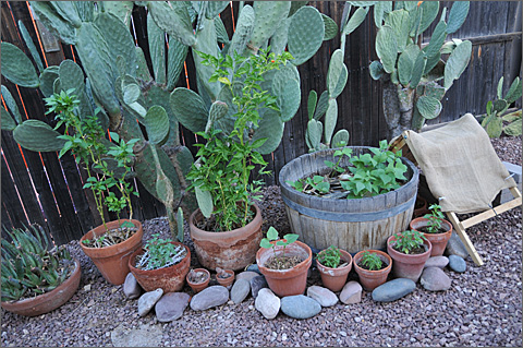 Nature photography - shaded okra in pots in Tucson, Arizona