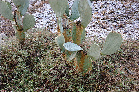 Nature photography - snow with trailing indigo and prickly pear cactus in Tucson, Arizona