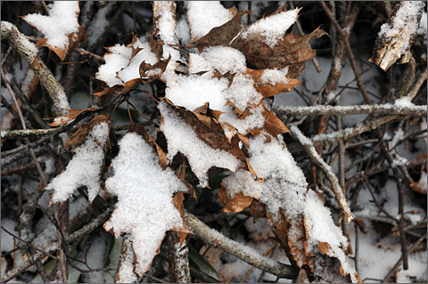 Nature photography - Oak leaves and snow, Westtown, Pennsylvania
