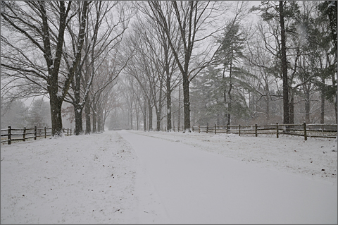 Nature photography - Tree-lined lane and snow, Westtown, Pennsylvania