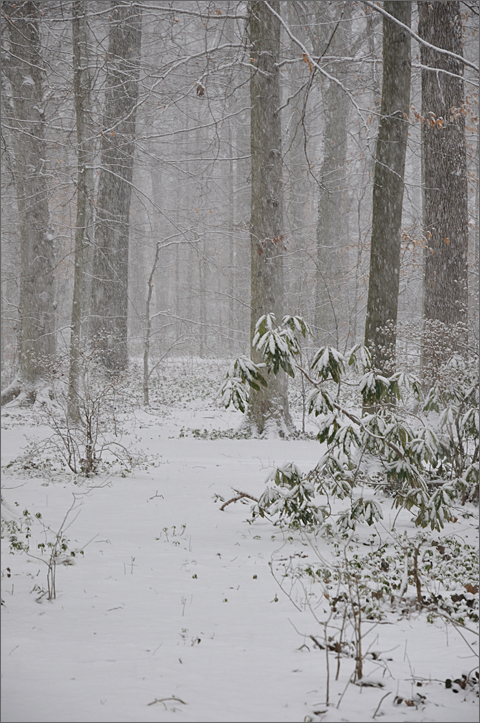 Nature photography - Woods, rhododendron and snow, Westtown, Pennsylvania