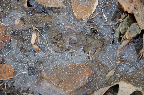 Nature photography - Leaves and ice, Westtown, Pennsylvania