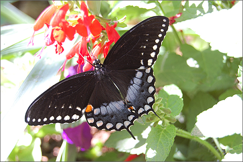 Nature photography - Swallowtail butterfly at the Desert Botanical Garden, Phoenix, Arizona