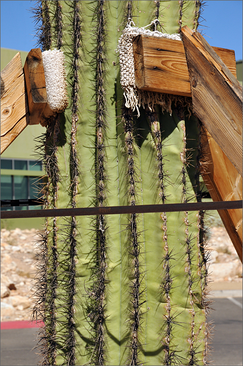 Nature photography - transplanted saguaro cactus, White Tank Mountain Regional Park, Arizona