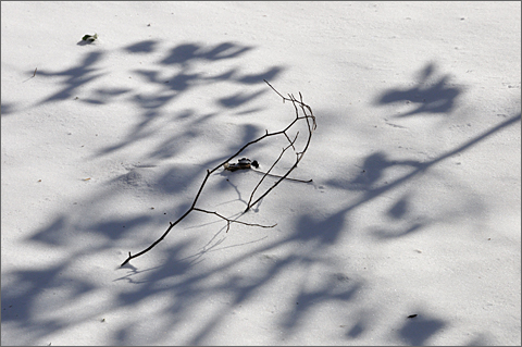 Nature photography - branch shadows on Snow, Westtown, Pennsylvania