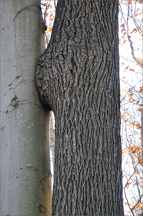 Nature photography - smooching trees in Westtown, Pennsylvania