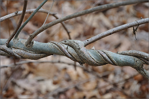Nature photography - Twisted branches, Westtown, Pennsylvania
