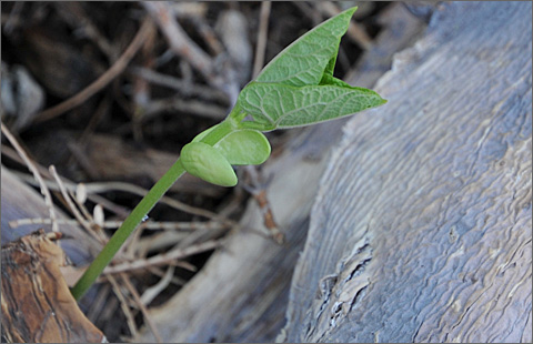 Nature photography - O'odham Common Beans sprouting in Tucson, Arizona