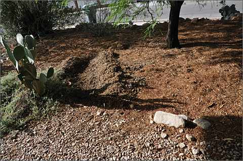Nature photography - shaping water drainage trench in my Tucson, Arizona yard