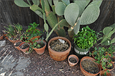 Photo essay - container garden awaits monsoon rains in Tucson, Arizona