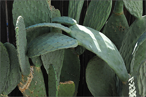 Photo essay - sagging cactus plant awaits monsoon rains in Tucson, Arizona
