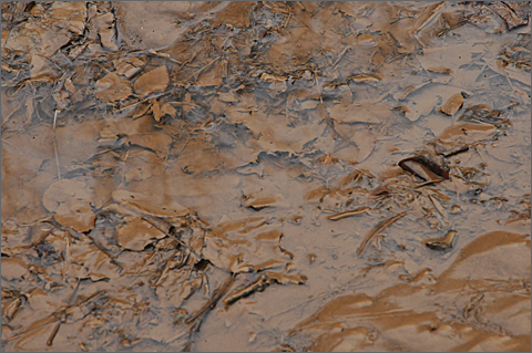 Photo essay - mud alongside a creek in Westtown, Pennsylvania