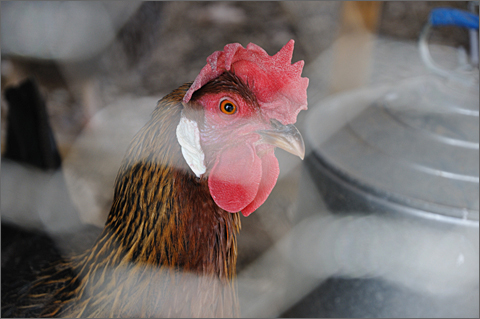 Photo Essay - Cooped-up chicken in Tucson, Arizona