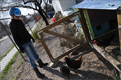 Photo Essay - Un-cooped chickens in Tucson, Arizona