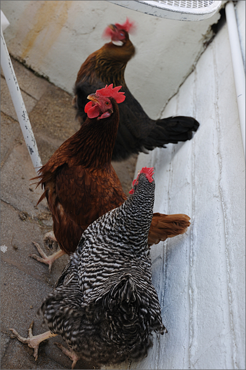 Photo Essay - Chickens seeking refuge from high wind in Tucson, Arizona