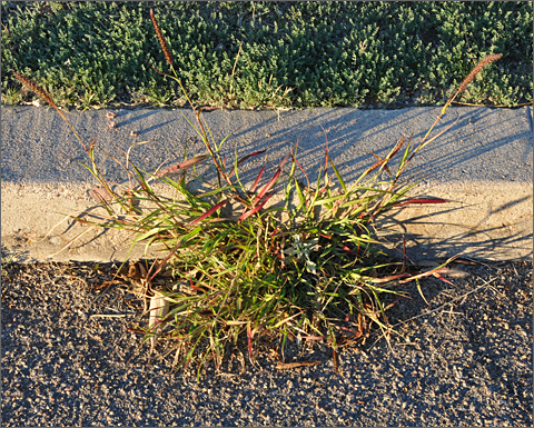 Nature photography - buffelgrass growing in street, Tucson, Arizona