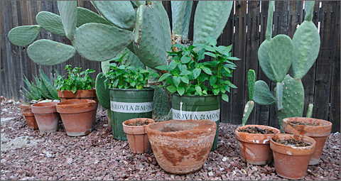 Photo essays - Tucson, Arizona container garden