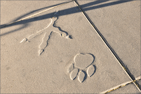 Photo essays - Bird and animal footprints in the sidewalk along Scott Avenue in Downtown Tucson, Arizona