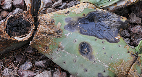 Photo essay - ailing prickly pear cactus in Tucson, Arizona