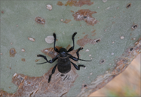 Photo essay - fig beetle in Tucson, Arizona