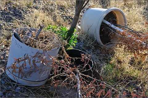 Photo essays - Plant sale leftovers on foreclosed property, Tucson, Arizona