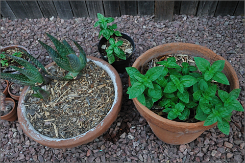 Photo essay - basil pots in summer heat, Tucson, Arizona