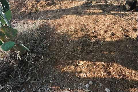 Photo Essay - Mesquite beans in yard, Tucson, Arizona