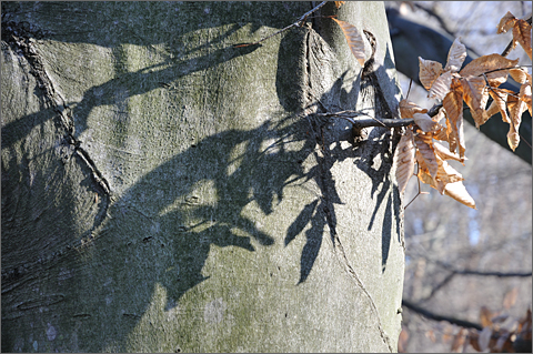 Photo essay - beech tree at Penn Wood School, Westtown, Pennsylvania