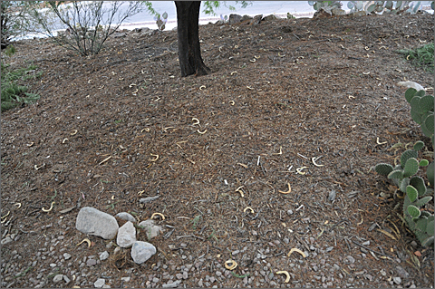 Nature photography - mesquite pods on the ground in Tucson, Arizona