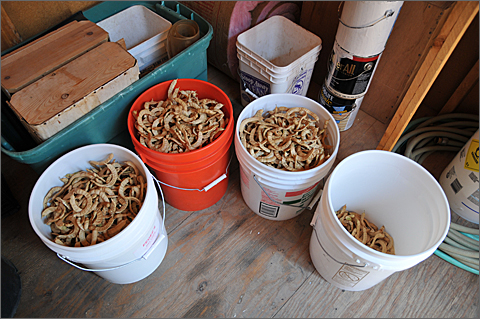 Nature photography - stored buckets of mesquite pods in Tucson, Arizona