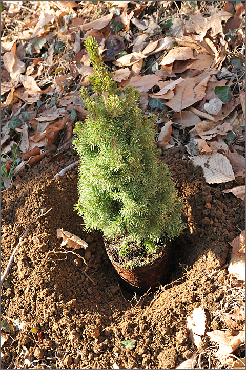 Nature photography - tabletop Alberta spruce being planted in Westtown, Pennsylvania
