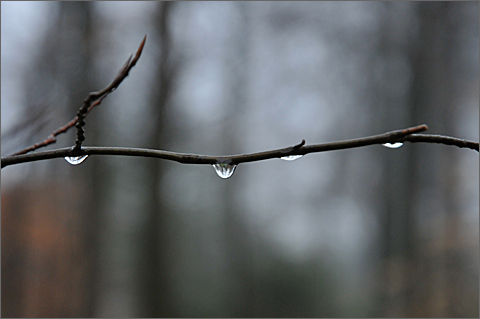 Nature photography - rain dripping off tree branches in Westtown, Pennsylvania