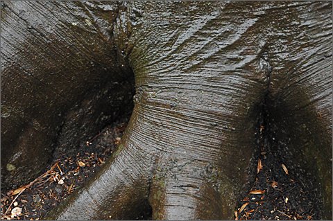 Nature photography - wet tree trunk in Westtown, Pennsylvania