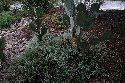 Photo essay - rainfall on prickly pear cactus, trailing indigo, and chuparosa during Tucson, Arizona rainstorm on September 11, 2012