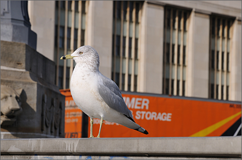 Travel photography - Seagull on Market Street bridge, Philadelphia, Pennsylvania