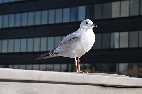 Travel photography - Seagull on Market Street bridge, Philadelphia, Pennsylvania
