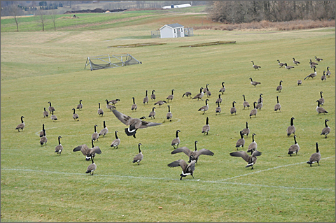 Nature photography - geese landing on soccer field at  Westtown School in Pennsylvania