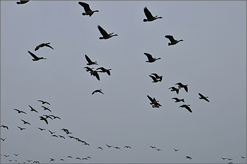 Nature photography - geese flying above the Westtown School grounds in Pennsylvania